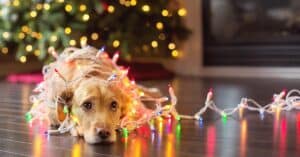 cute dog wrapped up with Christmas lights