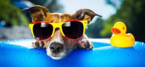 Up close photo of dog in sunglasses