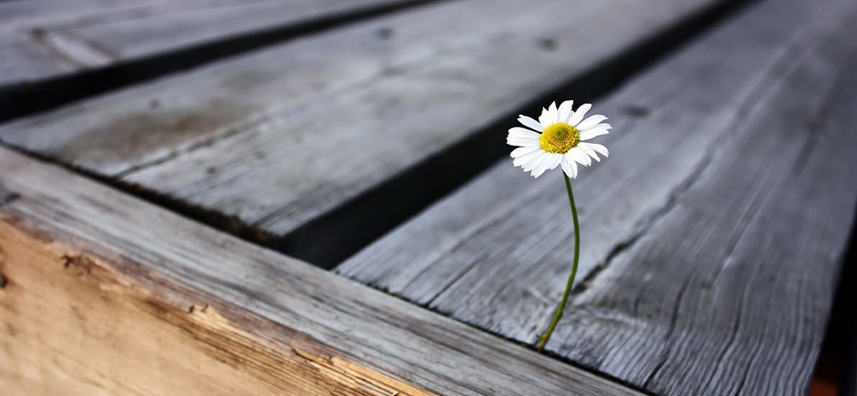 Daisy growing out of a sidewalk