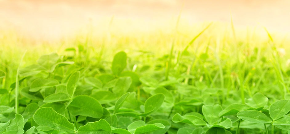 A photo of a field of wild clover.