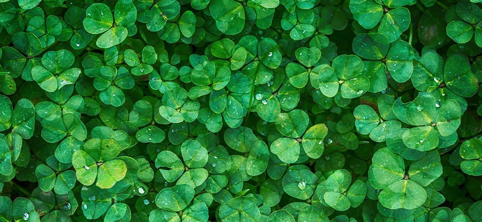 A photo of a lot of green clover